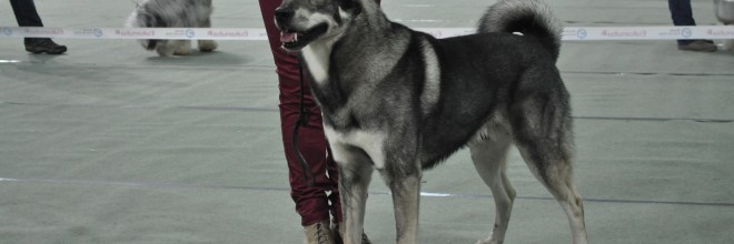 Hero beste hannhund i Troms